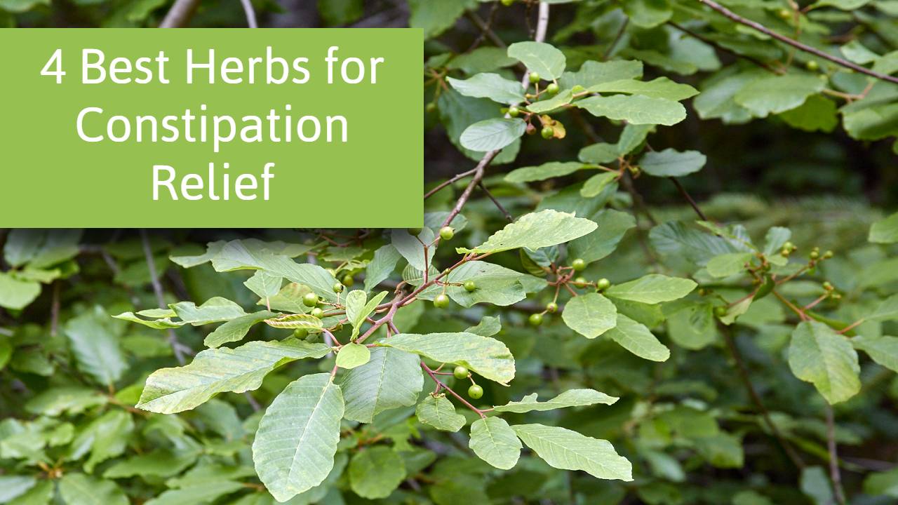 4 Best Herbs for Constipation Relief